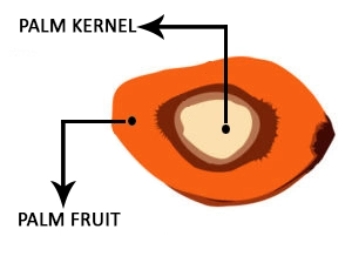 palm-fruit